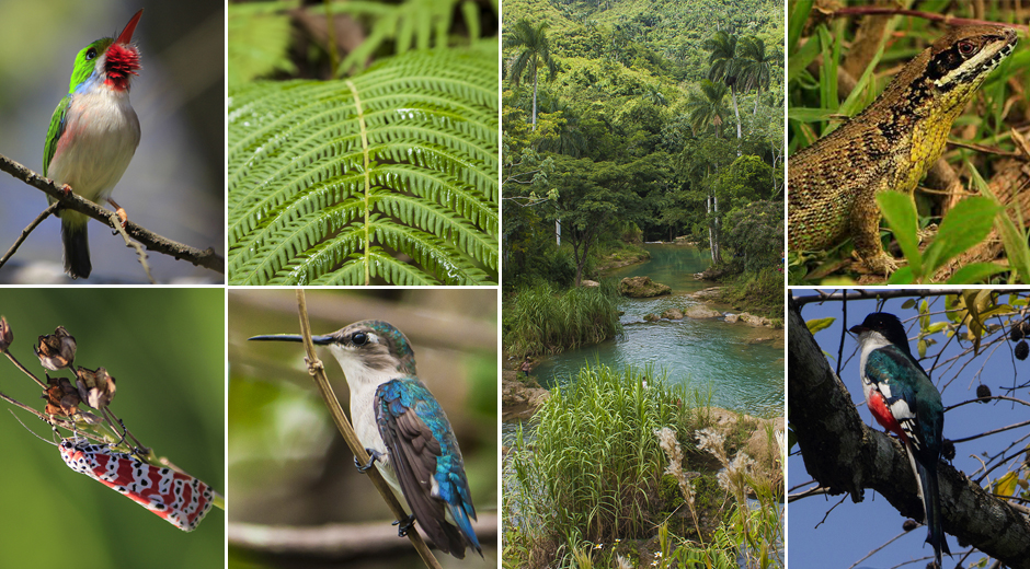 compo biodiversidad cuba