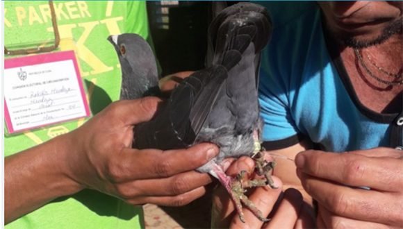 Desmiente Ministerio de la Agricultura información sobre prohibición de la crianza de palomas