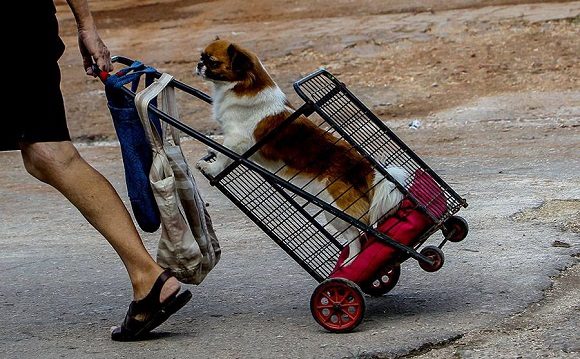 Día Mundial del Perro