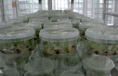 Produce Villa Clara semillas con biotecnología