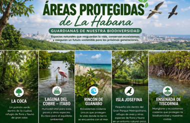 Alientan la conservación de áreas protegidas capitalinas