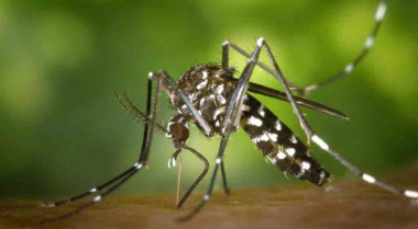 mosquito Aedes aegypti