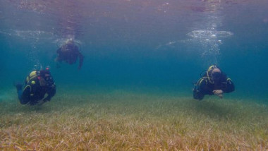 Proyecto Thalassia articula ciencia, comunidades e industria biofarmacéutica en Cuba